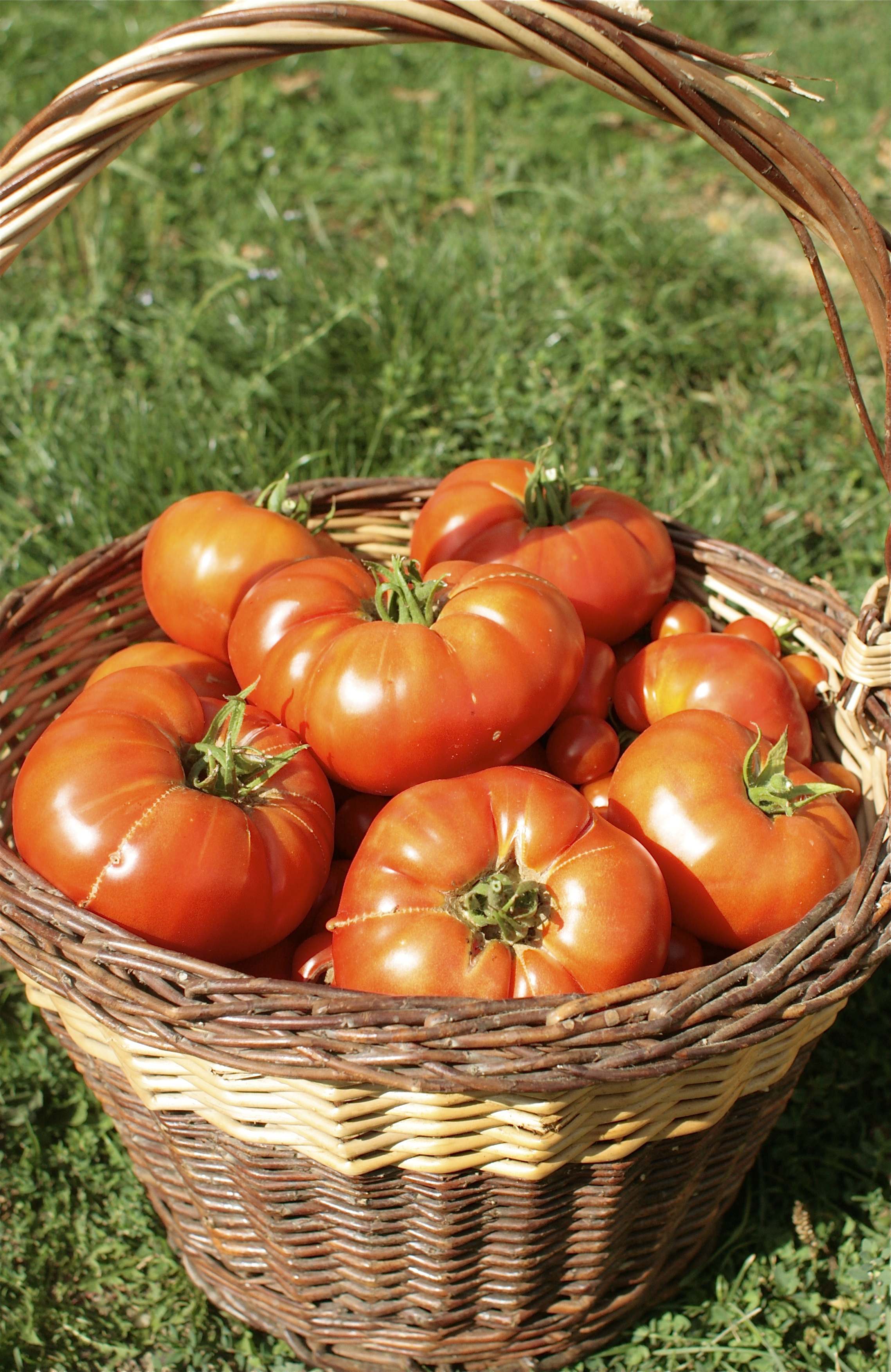 Basket of Tomatoes