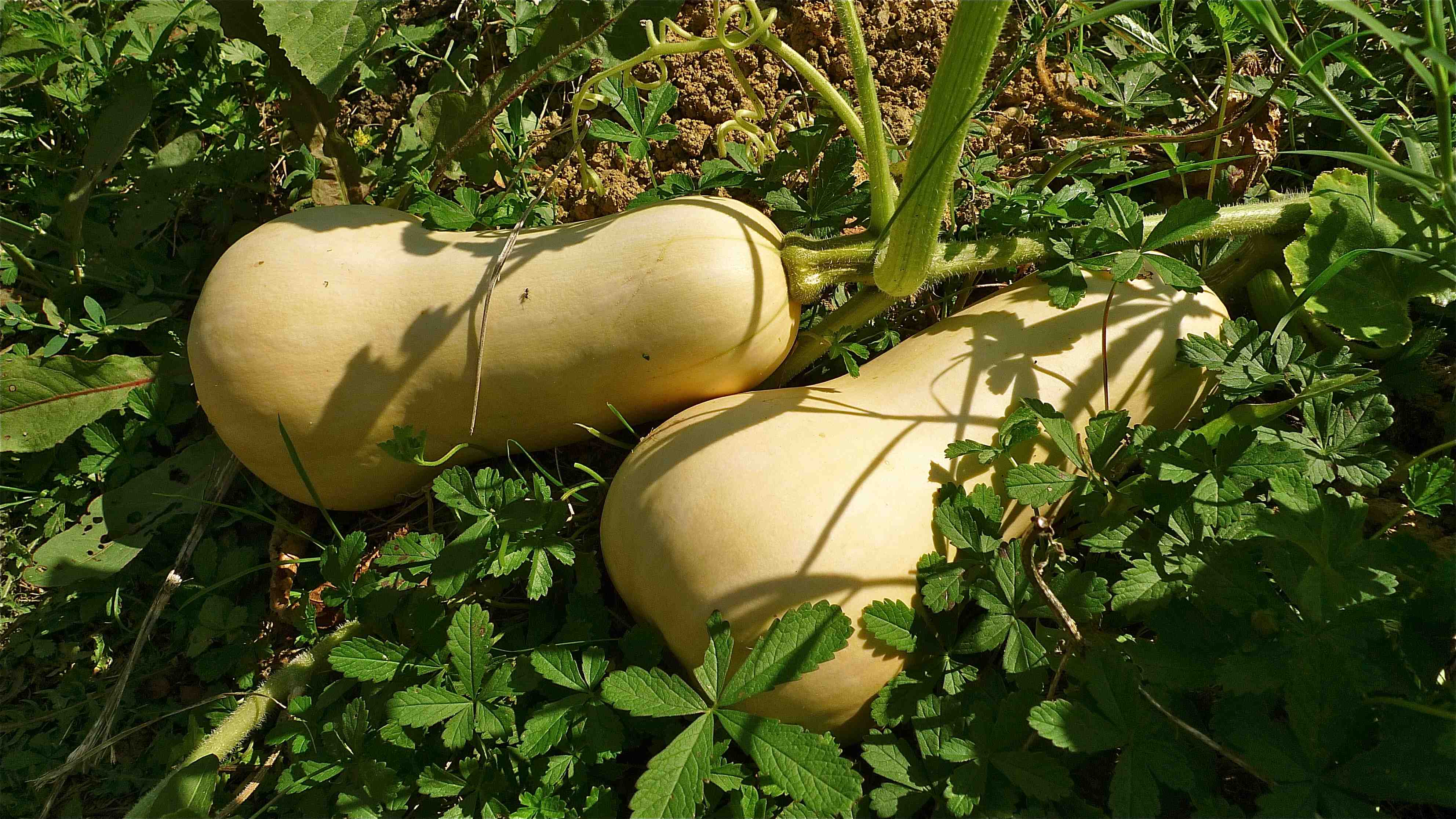 Butternut Squash