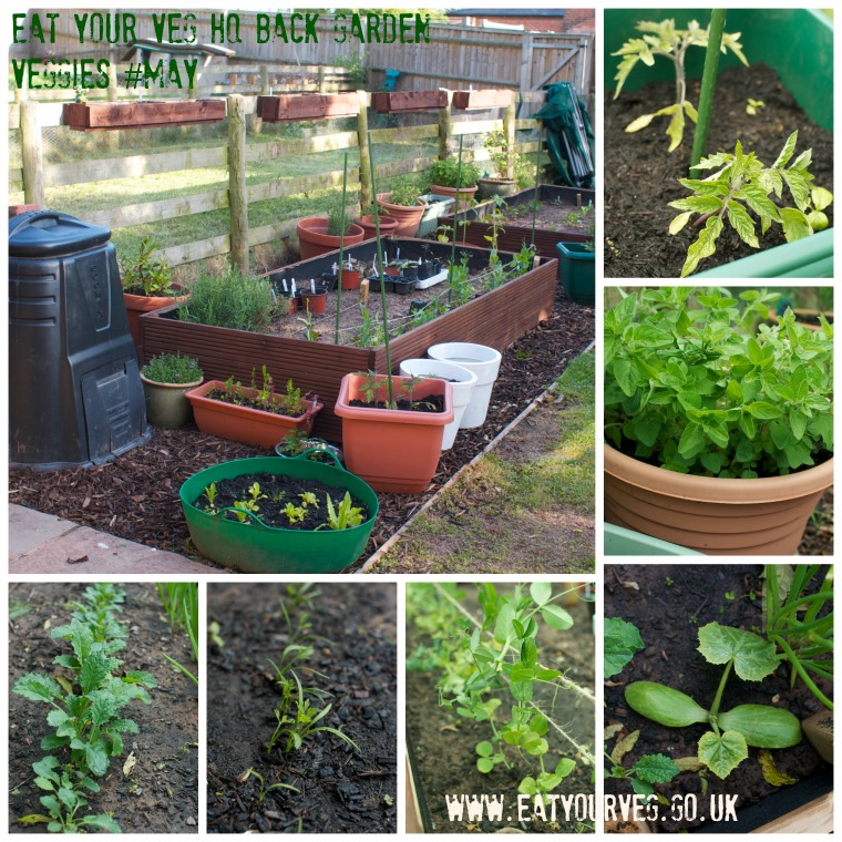 Veg Growing May